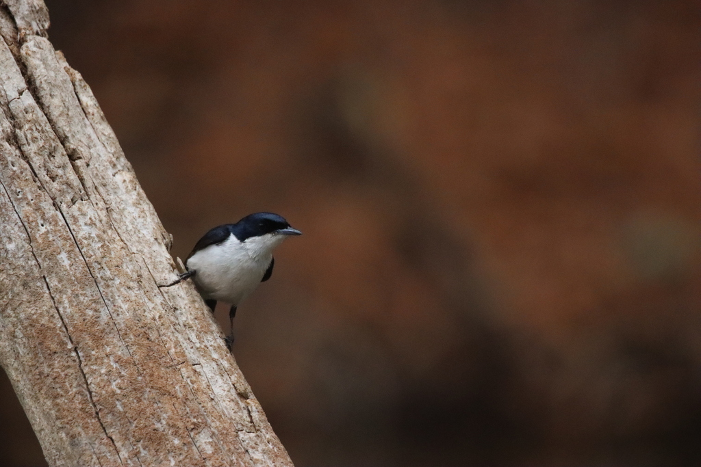 Myiagra Flycatchers from Pigeon Hole NT 0852, Australia on October 01