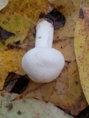 Hygrophorus eburneus