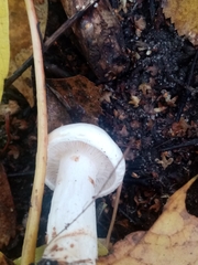 Hygrophorus eburneus