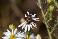 Epeolus bifasciatus