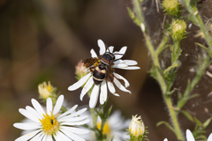 Epeolus bifasciatus
