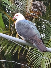 Columba leucomela