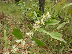 Hakea florulenta