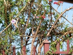 Euphorbia pulcherrima