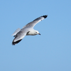 Chroicocephalus novaehollandiae scopulinus