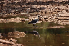 Threskiornis spinicollis
