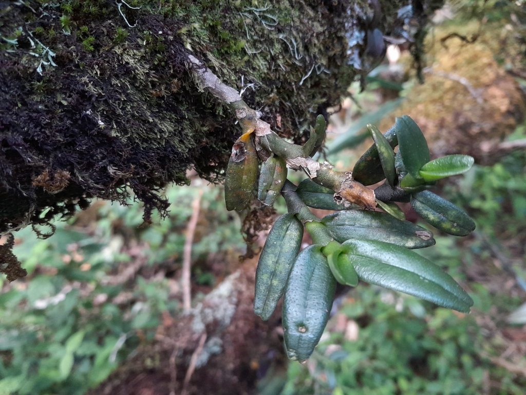 Angraecum bicallosum
