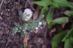 Sedum potosinum