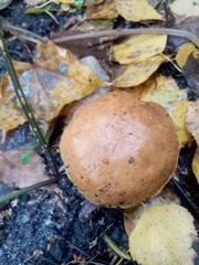 Suillus bovinus