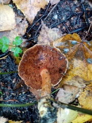 Suillus bovinus