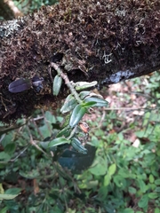 Image of Angraecum bicallosum
