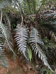 Blechnum attenuatum
