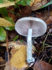 Stropharia aeruginosa