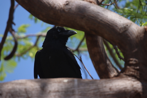 Torresian Crow