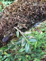 Angraecum bicallosum image