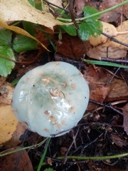 Stropharia aeruginosa