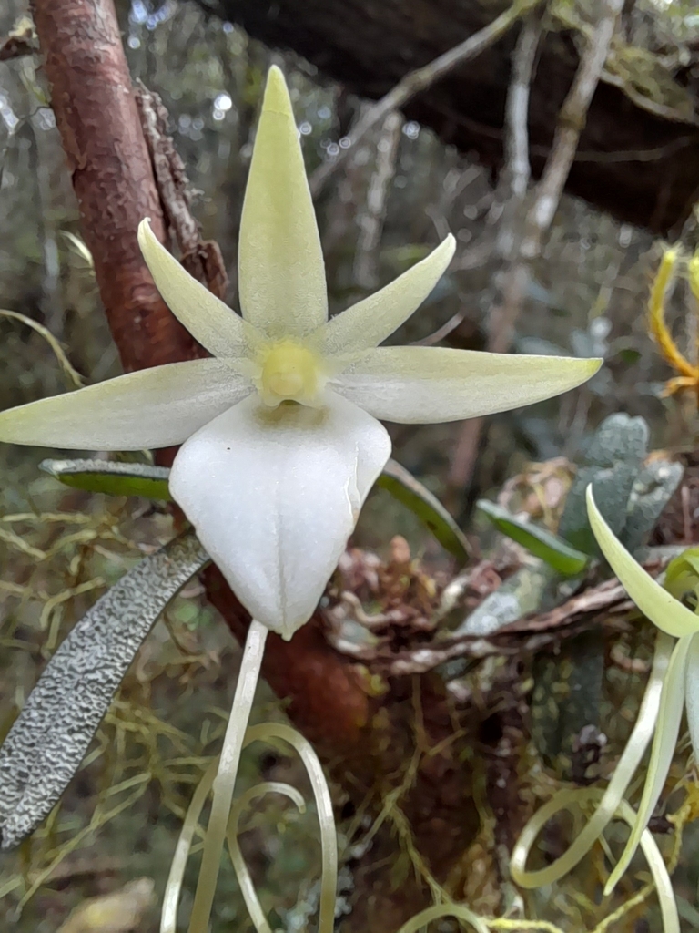 Angraecum urschianum