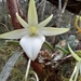 Angraecum urschianum - Photo (c) Landy Rita, some rights reserved (CC BY-NC), uploaded by Landy Rita