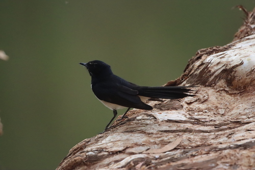 Willie Wagtail