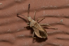 Coriomeris denticulatus