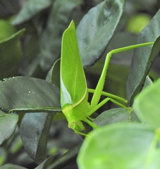 Paracaedicia serrata