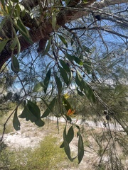 Dendrophthoe glabrescens