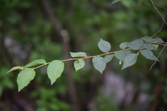 Ulmus serotina