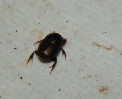 Euonthophagus