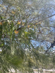 Dendrophthoe glabrescens