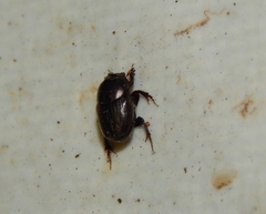 Euonthophagus