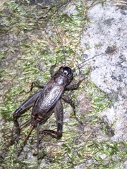 Loxoblemmus arietulus