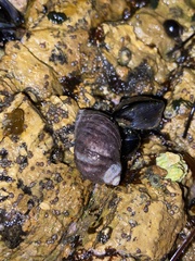 Nucella emarginata