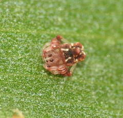Arkys dilatatus