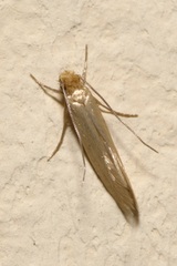 Tineola bisselliella
