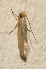 Tineola bisselliella
