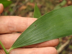 Arkys dilatatus