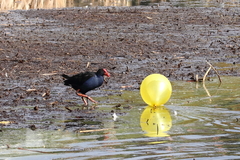 Porphyrio melanotus melanotus