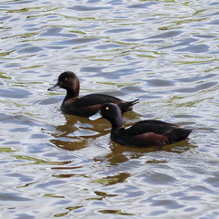 Aythya novaeseelandiae