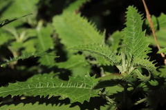 Urtica ferox