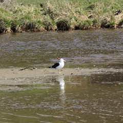 Larus dominicanus dominicanus