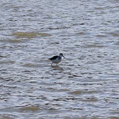 Himantopus leucocephalus