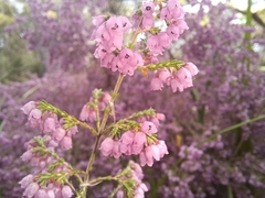 Erica parviflora