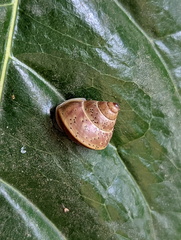 Rhynchotrochus macgillivrayi