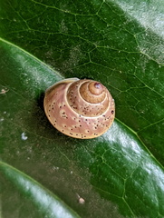 Rhynchotrochus macgillivrayi