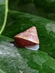 Rhynchotrochus macgillivrayi