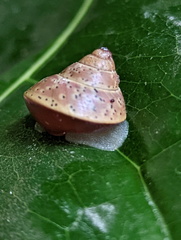 Rhynchotrochus macgillivrayi