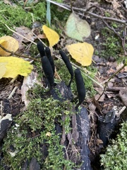 Xylaria longipes