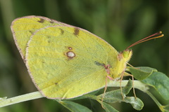 Colias myrmidone