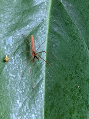 Tetragnatha