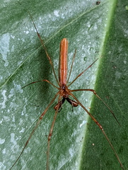 Tetragnatha